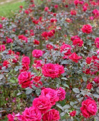 לינה וארוחת בוקר Pomérols Chateau Belles Graves מראה חיצוני תמונה